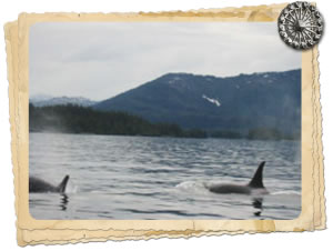 twoorcas